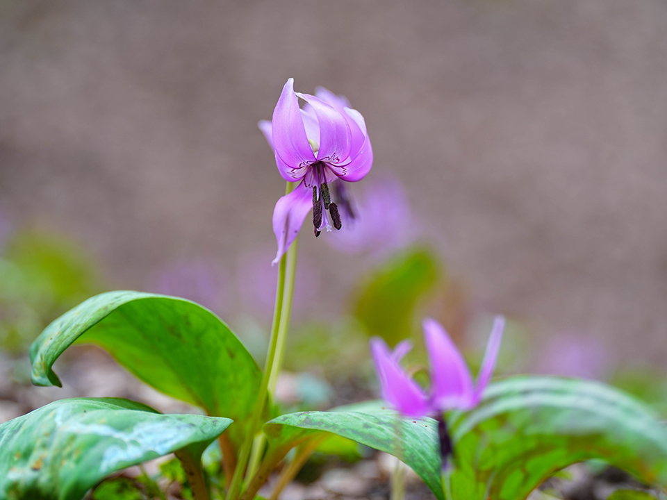 片栗粉とは本来「カタクリ」という植物の地下茎